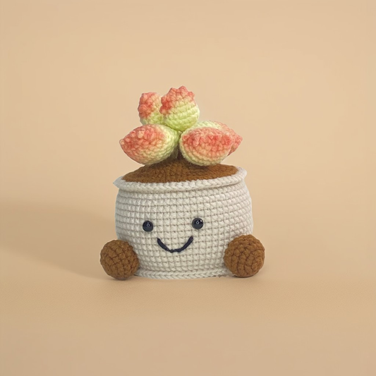 Potted Cotyledon tomentosa