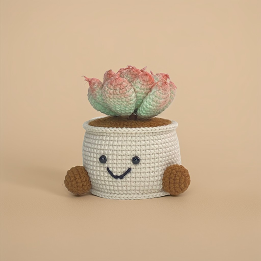 Potted succulent Echeveria chihuahuaensis